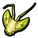 Praying Mantis Head